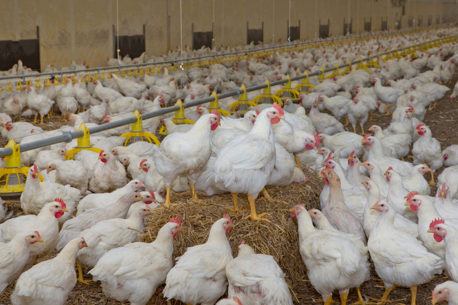 Poulet de Chair Vivant – 2,5 kg vue 2